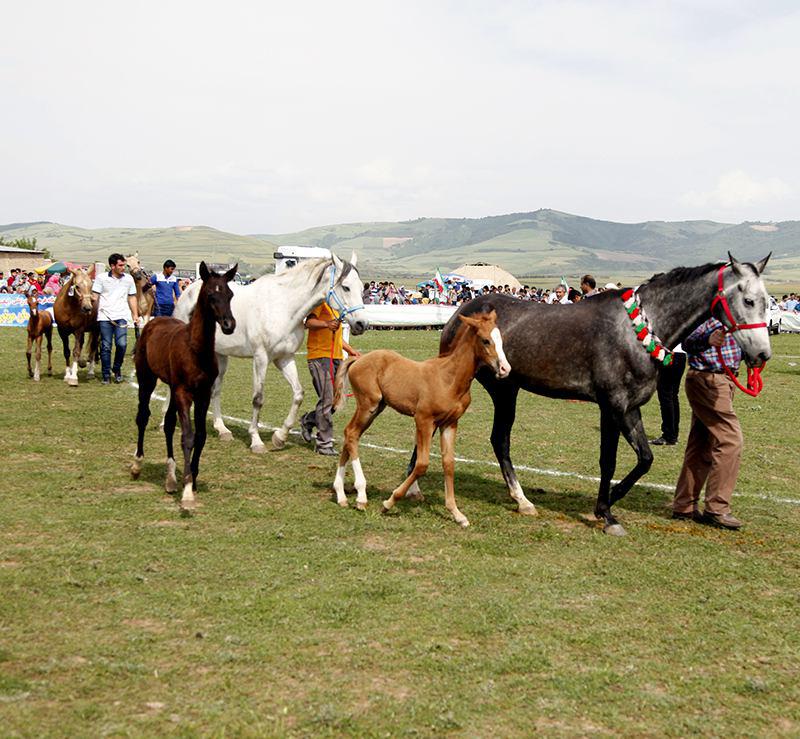 ASB TURKAMAN 1