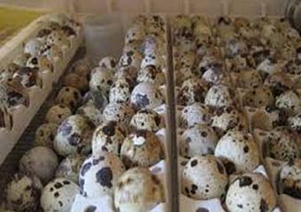  طرح های اقتصاد مقاومتی و کارآفرینی عملی کنیم