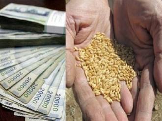 گلستان ما - نگرانی‌ کشاورزان گلستانی از تاخیر در پرداخت مابه‌التفاوت خرید تضمینی گندم