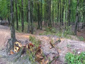 گلستان ما - شکستن و قطع تعدادی از درختان در پارک جنگلی امام رضا (ع) کردکوی