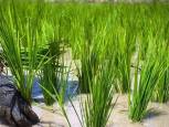 گلستان ما - کشت برنج در گلستان بدون ممنوعیت شد